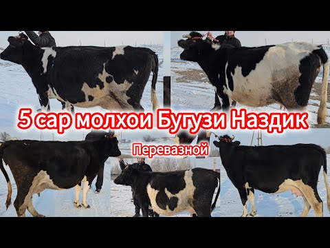 18 ДЕКАБР 5 САР МОЛХОИ БУГУЗИ НАЗДИК ЭЛИТА ЗОТИ ШИРИ Оригиналош Омад