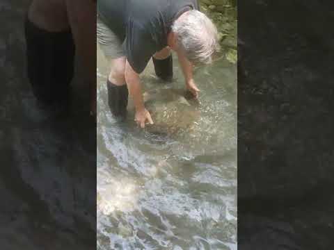 Expert Panning Technique Demonstrated for a Batea Style Gold Pan