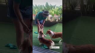 coco camel the corgi #corgi