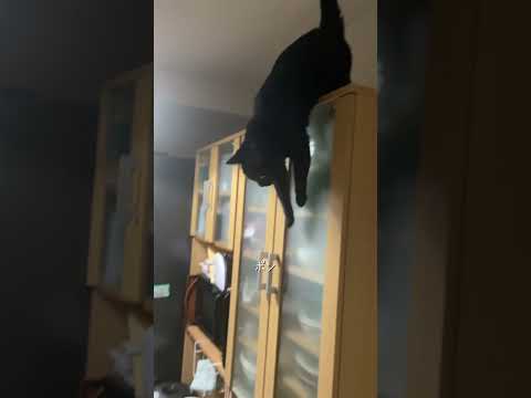 ねるねるねーるねる #猫 #cat #ネコズ  #shorts