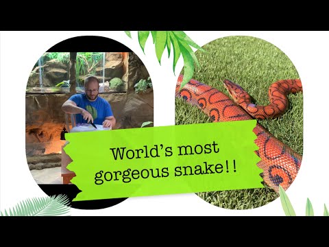 World’s prettiest Brazilian rainbow boa!! 😍🌈🐍