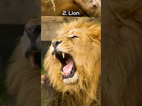 Who has the best roar?