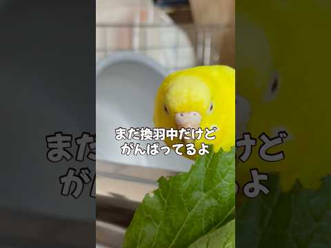 換羽中だけどがんばってます #セキセイインコ #換羽 #小夏