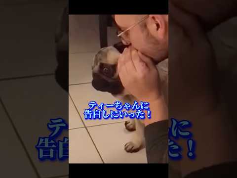 【告白】#love #告白 #shorts #犬 #dog #cat #猫 #heart #comedy