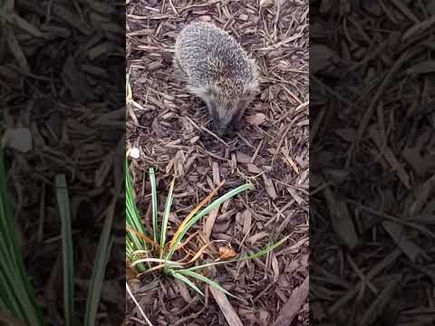 #Hedgehog