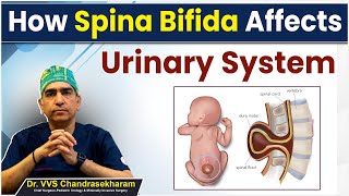 How Spina Bifida Affects Urinary System || Spina Bifida and Urinary Problems || Ankura Hospital
