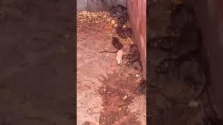 करणी माता देशनोक काबा दर्शन#karni mata deshnok #bikaner #rajasthan #religion Babaghumakkdi