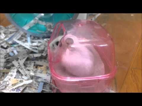 すっごく穴掘りが激しいので蓋をつけて撮ってみた