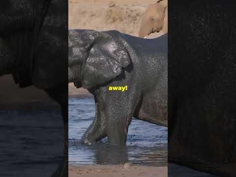 "5 Incredible Elephant Facts You Didn't Know! 🐘
