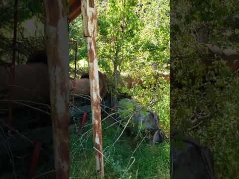 Old Abandoned Gold Trommel Found in Bush with Trees Growing Thru It's Frame ... in the BC Interior