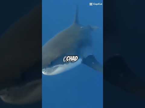 orca vs tubarão branco