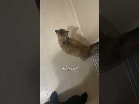 泥酔ｽｷｯﾌﾟ(?)してごめん　#猫 #ネコズ #猫のいる暮らし #ねこ