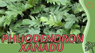 PHILODENDRON XANADU Information & Growing Tips!! (Thaumatophyllum xanadu)
