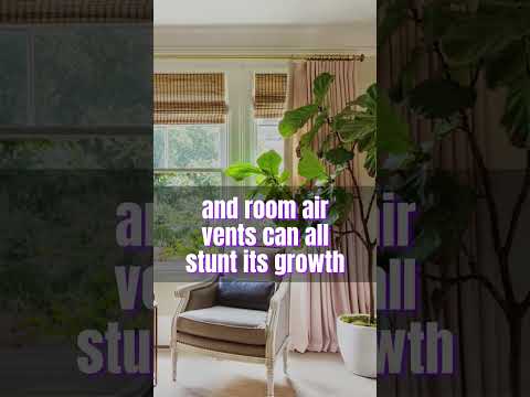 fiddle leaf fig Plant #houseplants #shortvideo #plants