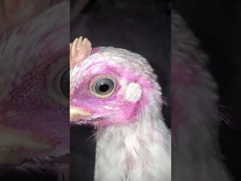 #ayam #chicken #ayambroiler #ayamkampung #ayampotong #ayamjago #ayamwarnawarni #ayamlucu #ternding