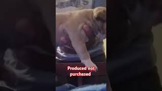 Bully lovers #bullypups #pocketbullies #puppy #bullylover #fyp #music #art #hiphop #skullybullygang