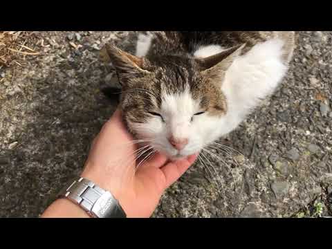 猫が多く住む田代島に行って癒された