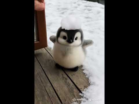 let me bully you little fluffy #cute #adorable #pet #penguin #babyanimals #fluffy #cuteanimal