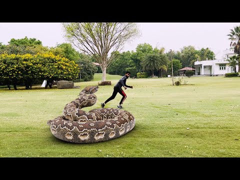 Anaconda snake atteck in Real Life 6 HD Video