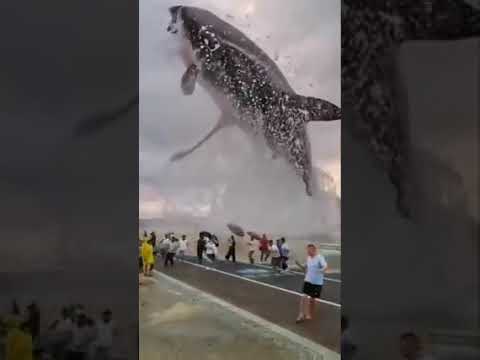 this is a dolphin fish    India ka  National Aquatic fauna