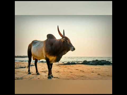 Tamil Amman song Amman song Tamil