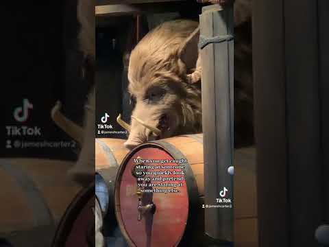 Hog’s Head has got a staring problem.
