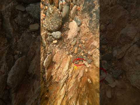 Goodness gracious great nuggets of gold 🥶🤿 #underwater #goldpanning #goldprospecting #goldrush