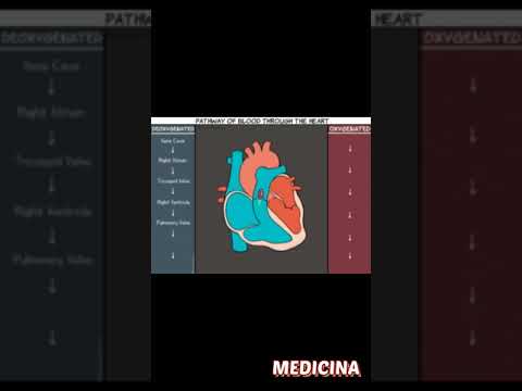 Functioning of Heart❤️#NEETBiology #Neet #Mbbs #AiimsDelhi #Neet2021 #Neet2022 #Neet2023 #NeetTricks