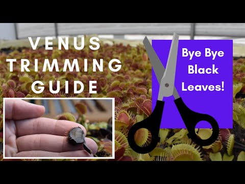 Venus Flytrap Trim / Prune Guide - How to Remove Black Leaves