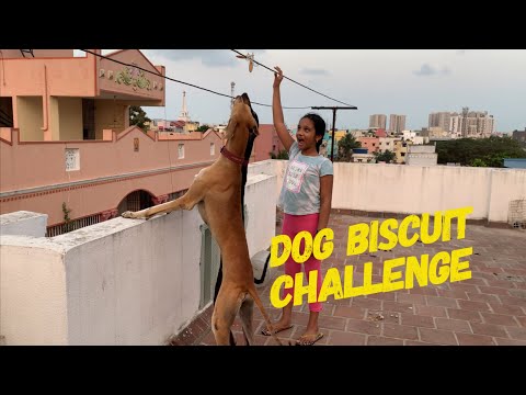 Dog Biscuit Challenge | Marara Veera trying to snatch biscuit