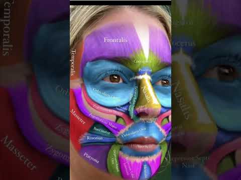 facial muscle #3d #animations #medicosphere #viral #shorts #medicos #anatomy #medical #physiology