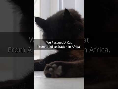 We Saved A Cat From The Police In Africa #africa #silentvlog #cat #animalrescue #animals
