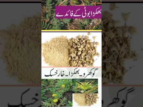 بھکڑا بوٹی کے فائدے || Health tips home