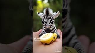 #funny #zebra #wildlife #smallanimal #animal #smallanimal #neiro #zebralife #shorts #youtubeshorts