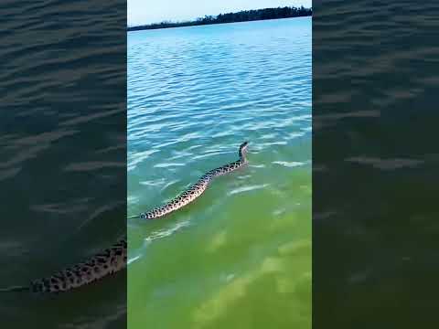 #travel #rattlesnake #nature #seasnake #snake #watersnake #wildlife #snakeonthebeach #s #redsnake