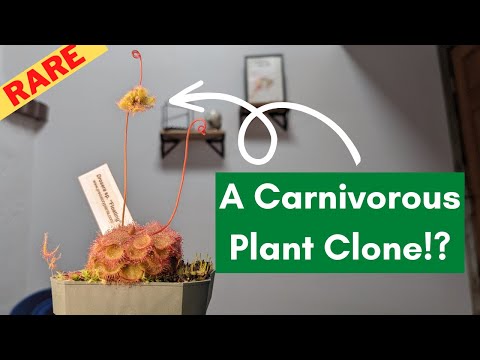 Unsusual Propagation: Sundew Plant Producing Clones Instead of Flowers 🌱