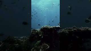 #fypシ #divng #visitsrilanka #shorts #viral #youtube #trending #views #scubadiving #divingsrilanka