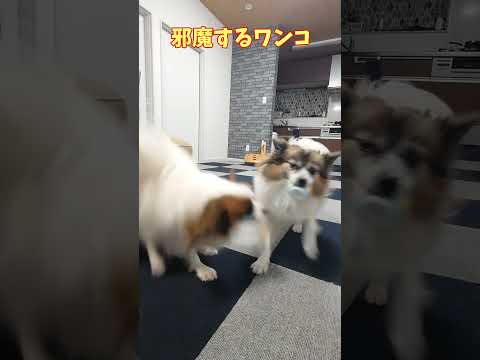 ワンコが2匹が遊ぶと...🤣 #争奪戦 #パピヨン #多頭飼い