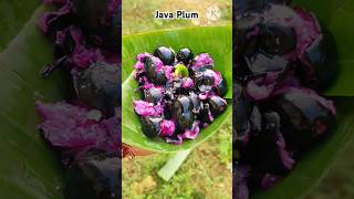 🍇Java Plum || Jamun Fruit ||#shorts#youtubeshorts#viral