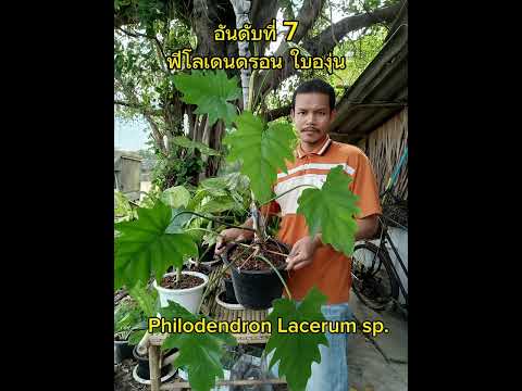 🔥10 ฟิโลเดนดรอน🔥🌿ควรมีครอบครอง🌿✅ประจำเดือนสิงหาคม✅🍊พุทธศักราช 2566🍊