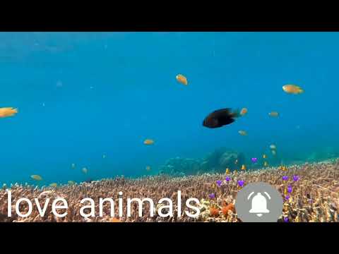 bsest animals video of years 2022 ,funniest animals,relax wits cute animals.aww anim