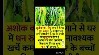 अशोक का पेड़ बनायेगा करोड़पति।।अशोक वृक्ष वास्तु।। #vastu #vastutips #shorts #viral #trending #tips