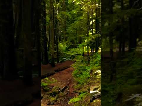 Beautiful Nature Video ❣️❣️