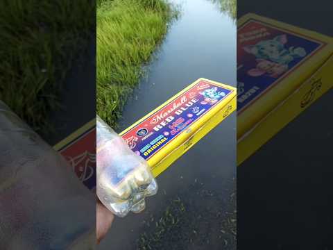 Bidi bomb waterproof testing 🧨🤪 video #diwali #shorts #experiment #viral