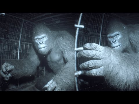 SASQUATCH Broke Out Of The CAGE - Bigfoot Story Compilation