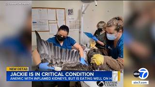Bald eagle Jackie's condition remains critical amid ongoing treatment