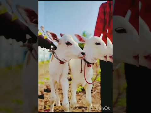 எங்கள் வீட்டு கோமாதா #cattle | #cattlefeeds | #9789409196