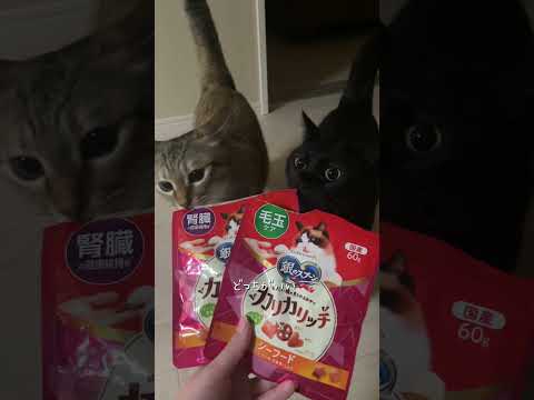 夜の背徳おやつタイム🍪 #猫 #cat