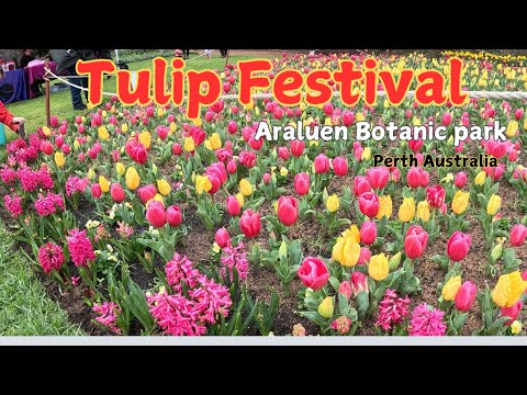 টিউলিপ ফেস্টিভ্যাল পার্থ অস্ট্রেলিয়া - Tulip Festival Perth Australia - 4K
