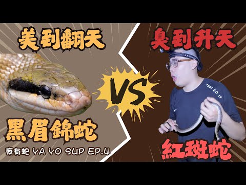 【黑眉錦蛇、紅斑蛇】台灣最美家蛇！三級保育蛇類！臭翻天的紅斑蛇QAQ【夜有蛇 YA YO SUP EP.4】｜衝山蛇What The Sssnake! —— 台灣蛇類系列(黑眉錦蛇、紅斑蛇)